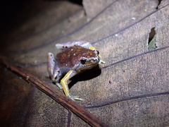 Eyebrowed Humming Frog photo 1
