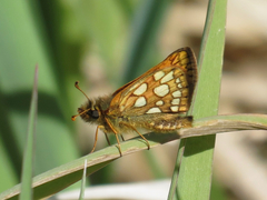 Carterocephalus skada