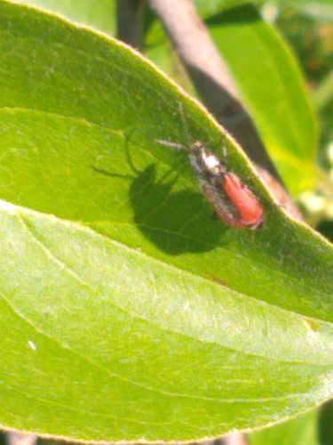 Scarlet Malachite Beetle photo 5