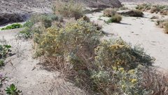 Atriplex canescens laciniata