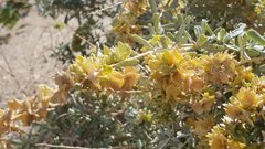 Atriplex canescens laciniata