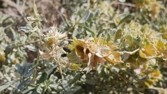 Atriplex canescens laciniata