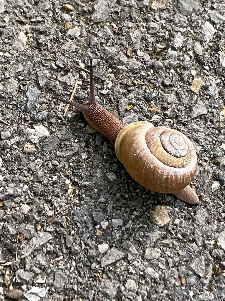 Button Snails from Partain Rd, Menlo, GA, US on May 14, 2023 at 07:42 ...