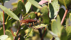 Polistes buyssoni
