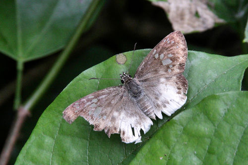 Cream Flat