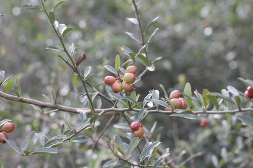 Castela coccinea (Castela coccinea)