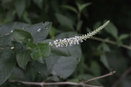 Image of Aloysia virgata by (c) Romi Galeota Lencina, some rights reserved (CC BY)