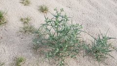 Johnstonella costata