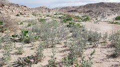 Johnstonella costata