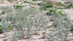 Johnstonella costata