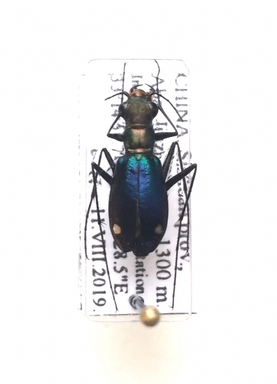 Cylindera lautissima