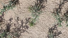 Johnstonella costata