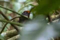 Conopophaga castaneiceps