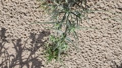 Johnstonella costata