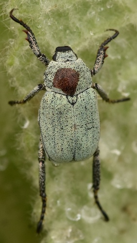 Hoplia parvula