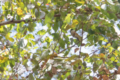 Melithreptus chloropsis