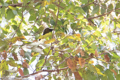 Melithreptus chloropsis