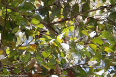 Melithreptus chloropsis