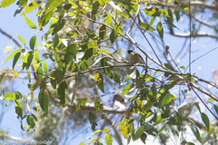 Melithreptus chloropsis
