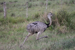 Greater Rhea photo 4