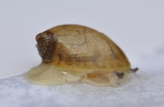 Novisuccinea ovalis