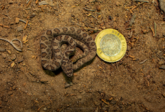 Mexican Smallhead Rattlesnake photo 5