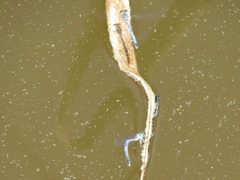 Ischnura perparva