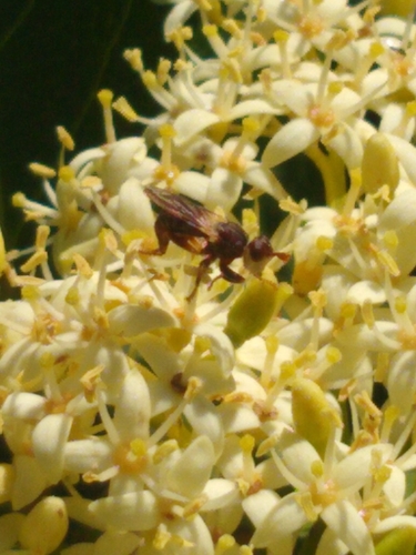 Myopa clausa photo 2