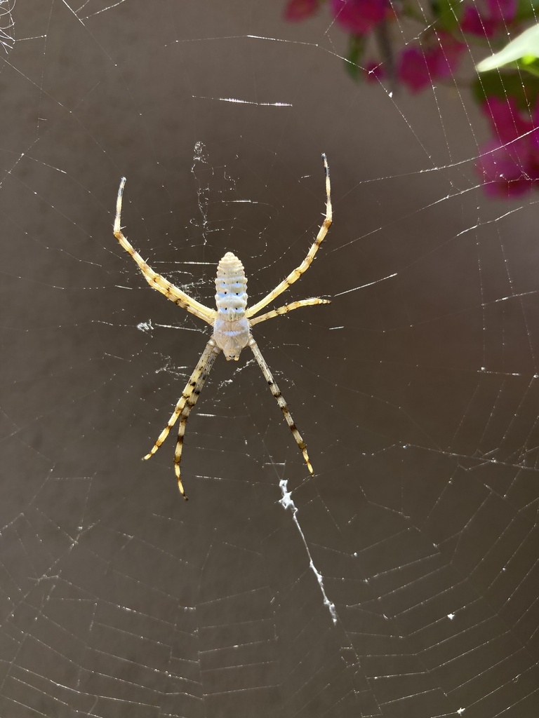Banded Garden Spider from N Main St, Yuma, AZ, US on June 22, 2023 at