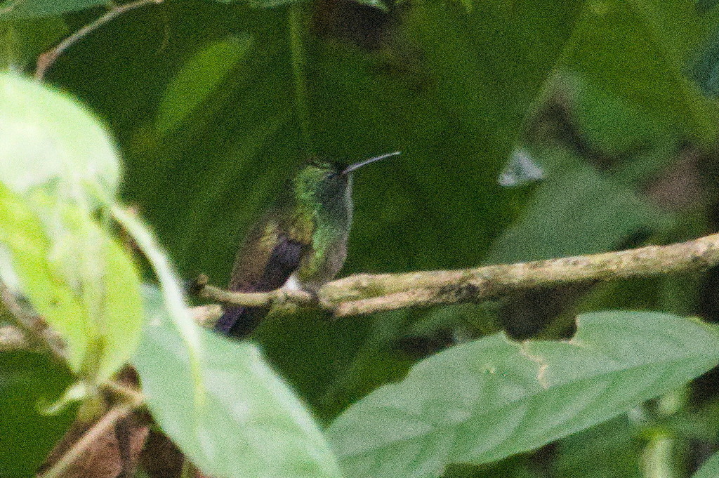 Tepui Hummingbird