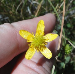 Ranunculus occidentalis occidentalis