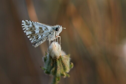 Pyrgus onopordi