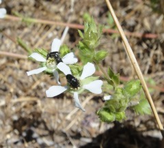 Horkelia clevelandii