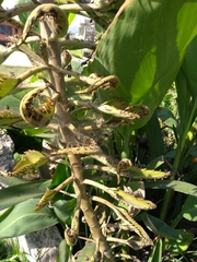 Bryophyllum