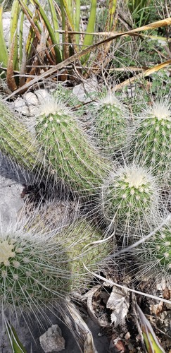 Echinocereus longisetus
