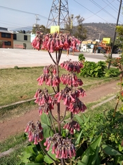 Bryophyllum