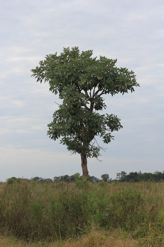 Tabebuia aurea