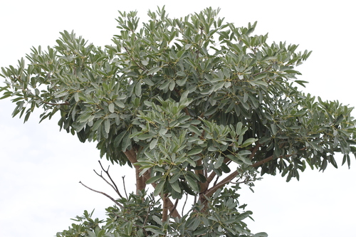 Handroanthus caraiba (Mart.) Mattos 2