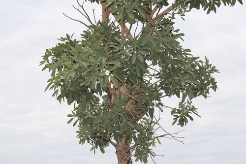 Tabebuia aurea
