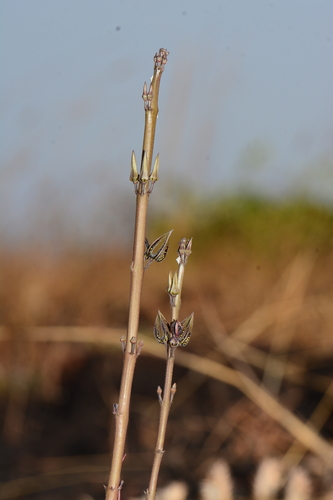 Ceropegia malwanensis