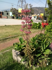 Bryophyllum