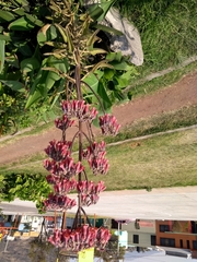 Bryophyllum