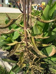 Bryophyllum