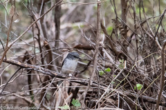 Eopsaltria georgiana