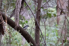 Eopsaltria georgiana