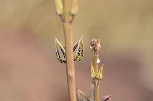 Ceropegia malwanensis