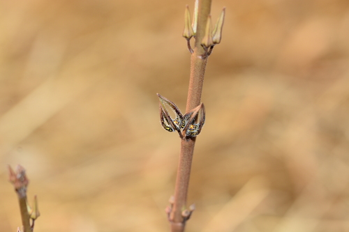 Ceropegia malwanensis