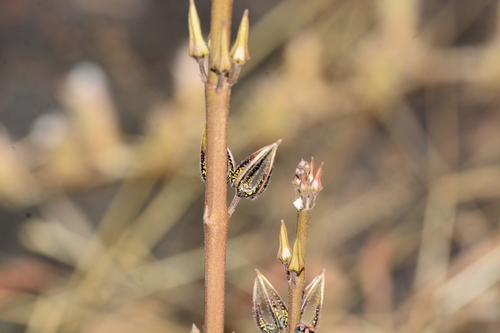 Ceropegia malwanensis