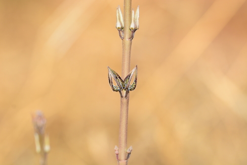 Ceropegia malwanensis