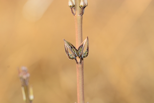 Ceropegia malwanensis